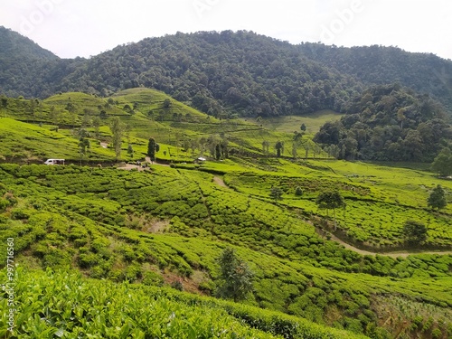 tea plantation