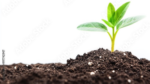 Emerging Plant Seedling in Fertile Soil