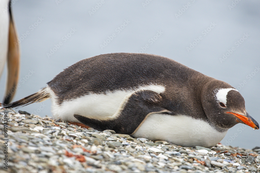 Fototapeta premium A Gentoo penguin (pygoscelis papua) on a shell shoreline. Falkland Islands.