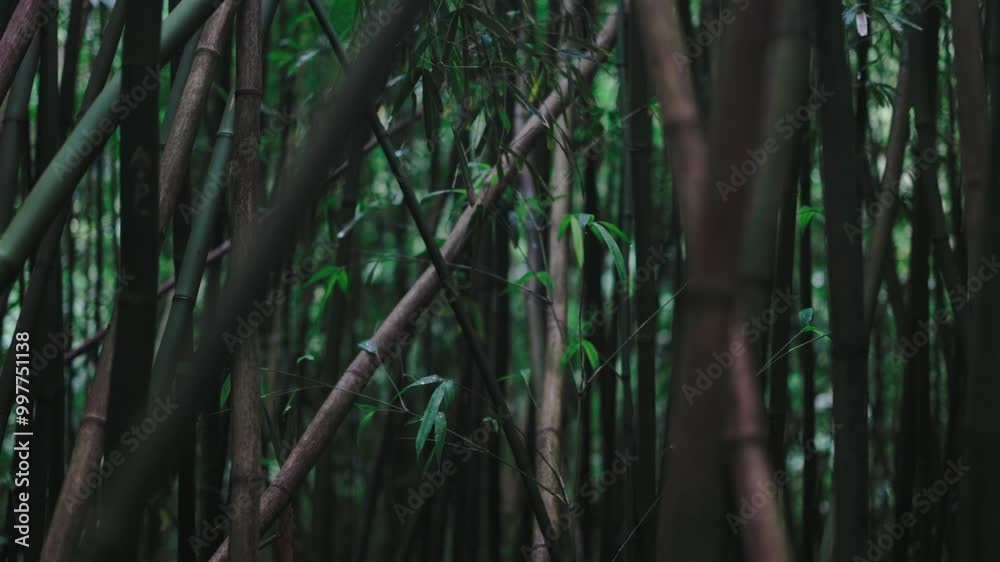 Moody dark mysterious bamboo forest 