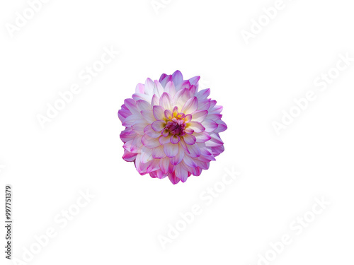 Flower Image on Transparent Background