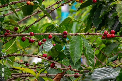 coffee branch