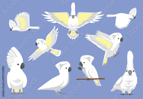 Umbrella Cockatoo Bird White Parrot Various Poses Vector Illustration