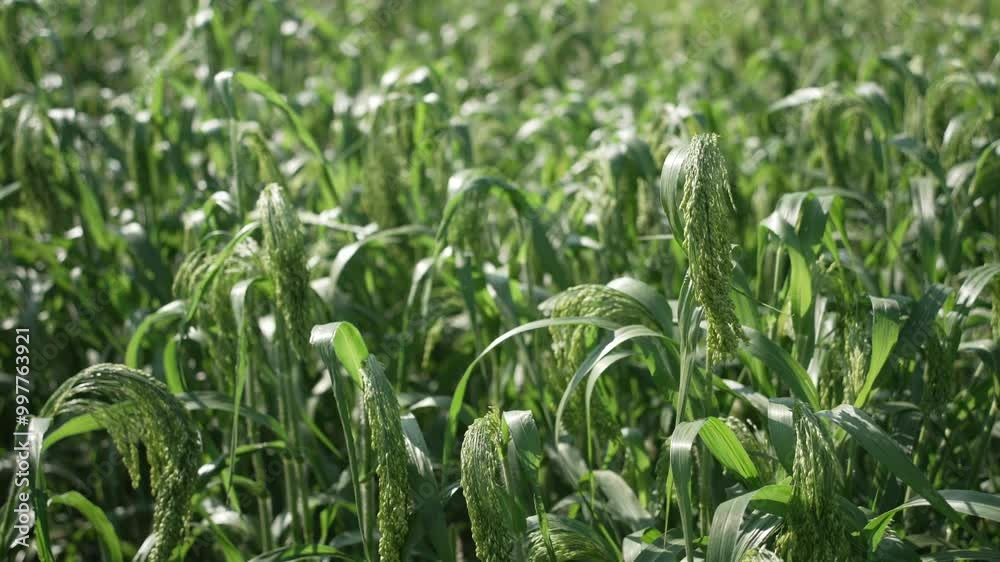 millet field millet field