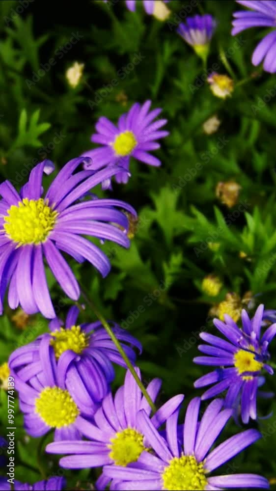 Vertical frame time-lapse photography of chrysanthemum blossoming Vertical frame time-lapse photography of chrysanthemum blossoming