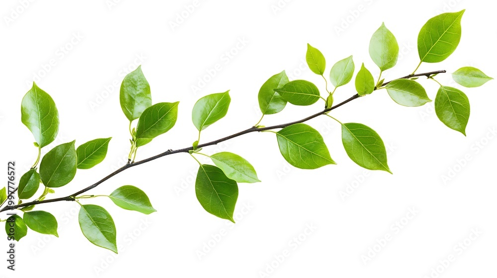 Green Branch with Leaves Green Branch with Leaves