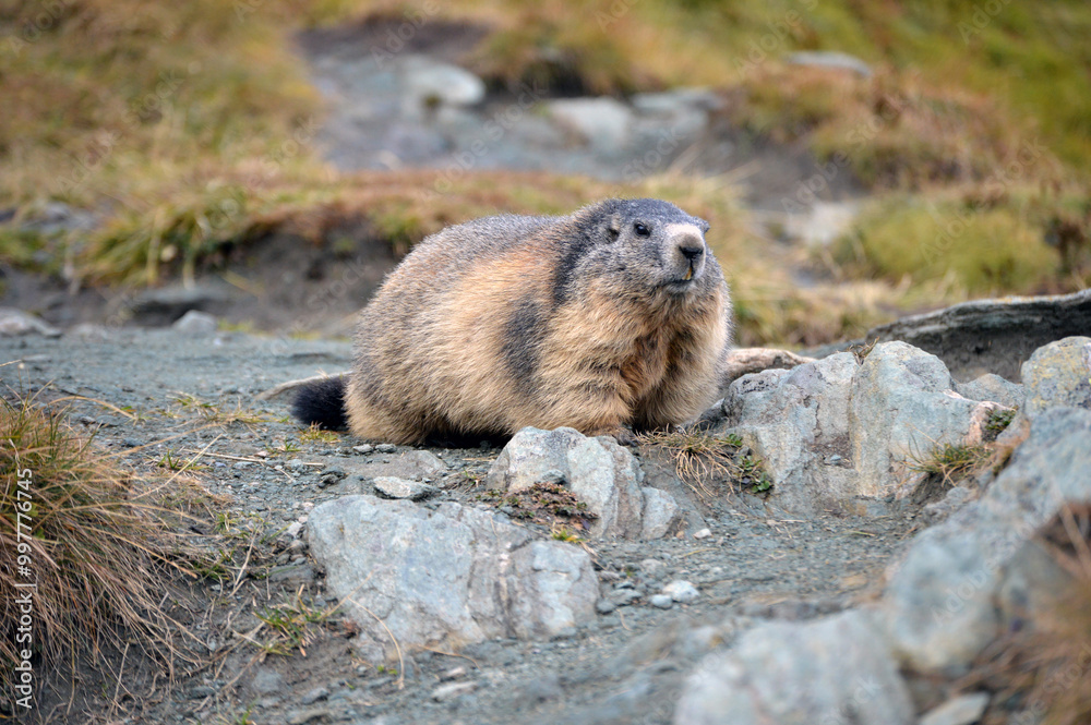 Austrian marmot full size Austrian marmot full size