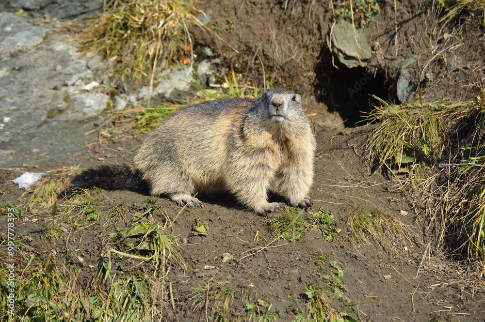 Naklejka premium Austrian marmot is watching you