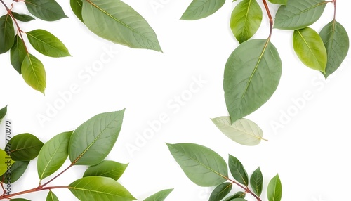 green leaves on white background