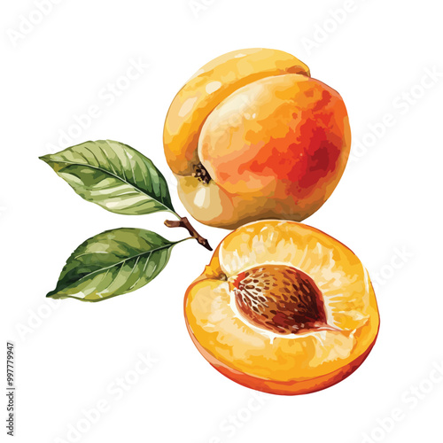 Vector illustration of fruit apricot watercolor art isolated on white background