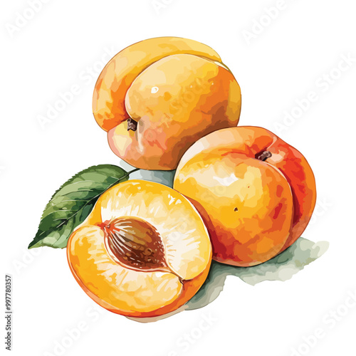 Vector illustration of fruit apricot watercolor art isolated on white background