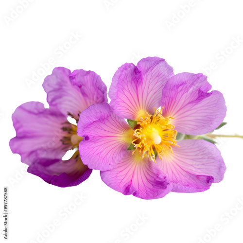 Lavender Flowers. png isolated background. transparent background