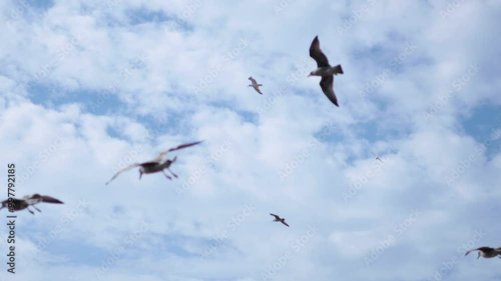 Seagulls Flying Over Brighton Sky Seagulls Flying Over Brighton Sky