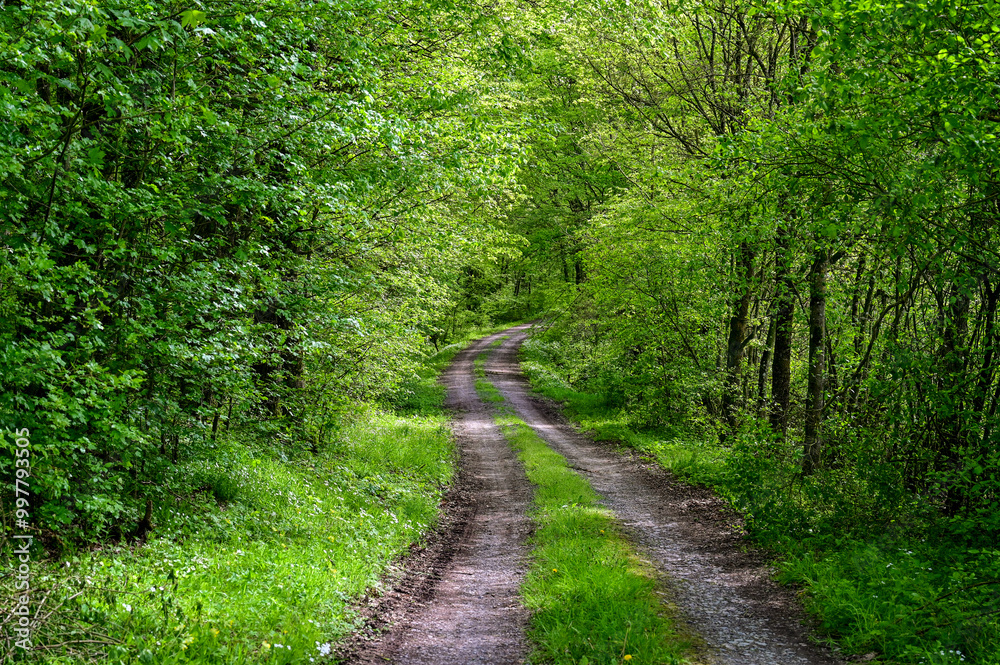 Naklejka premium Beautiful forest path or forest track winds through the dense forest with green leaves on the trees in spring