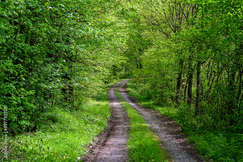Fototapeta Naklejka Na Ścianę i Meble -  Beautiful forest path or forest track winds through the dense forest with green leaves on the trees in spring