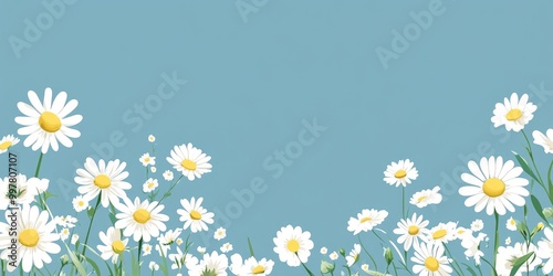 Chamomile and blue background. photo