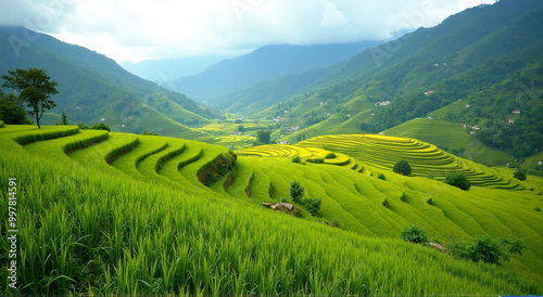 rice terraces in island