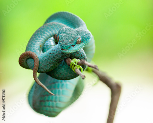 blue insularis pit viper photo