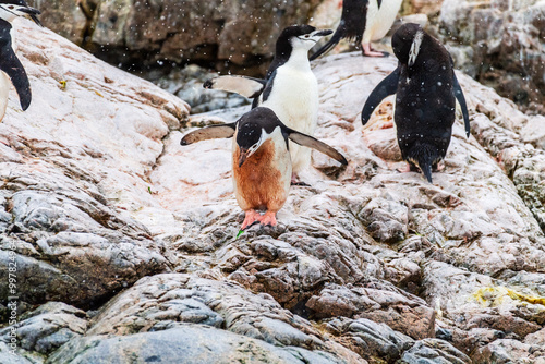 A group of Shinstrap Penguin - Pygoscelis antarcticus- standing on a rock at Cierva Cove, on the Antarctic peninsula photo