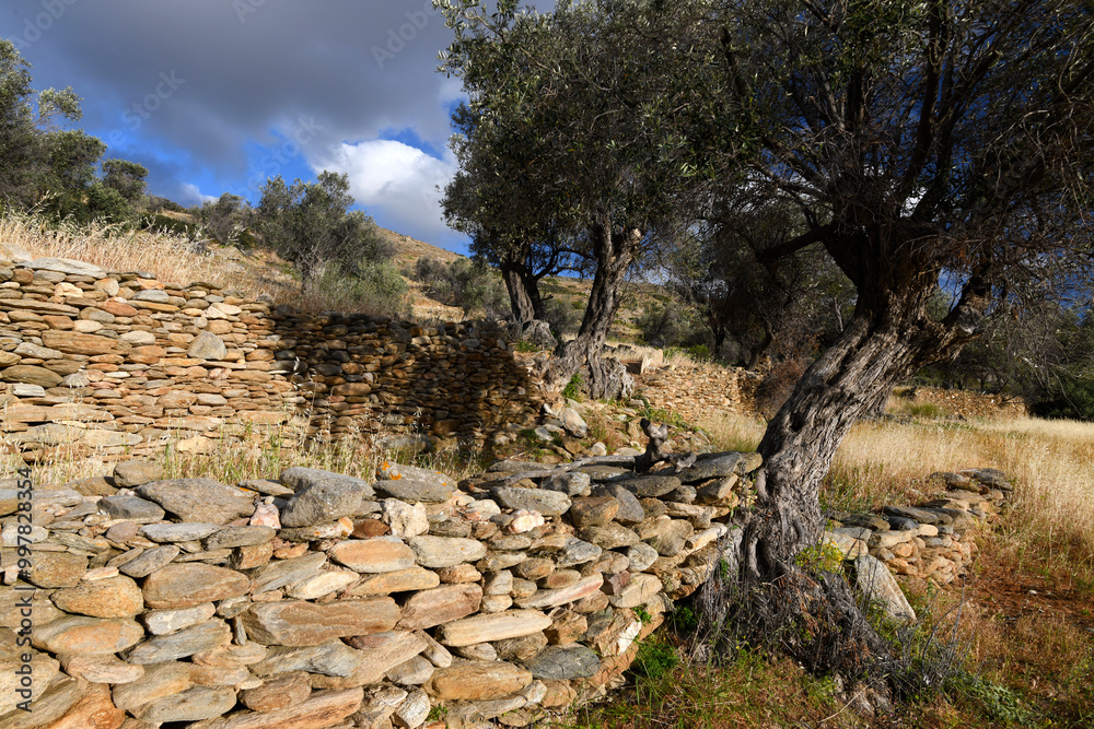 Olivenhain auf der Kykladen-Insel Ios, Griechenland // Olive grove on the island of Ios, Cyclades, Greece Olivenhain auf der Kykladen-Insel Ios, Griechenland // Olive grove on the island of Ios, Cyclades, Greece