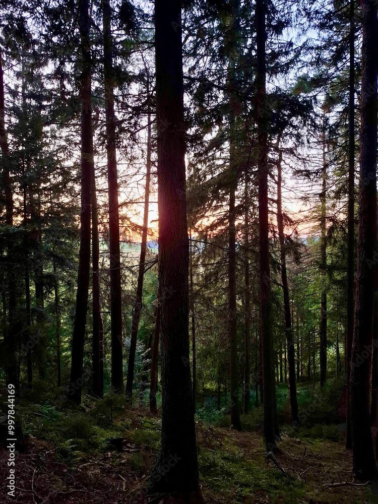 Morning sun rays in the forest Morning sun rays in the forest