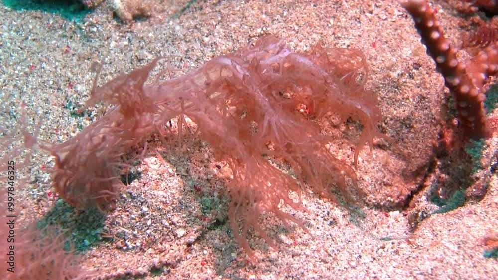 Melibe colemani's vomitting sand from its back Melibe colemani's vomitting sand from its back