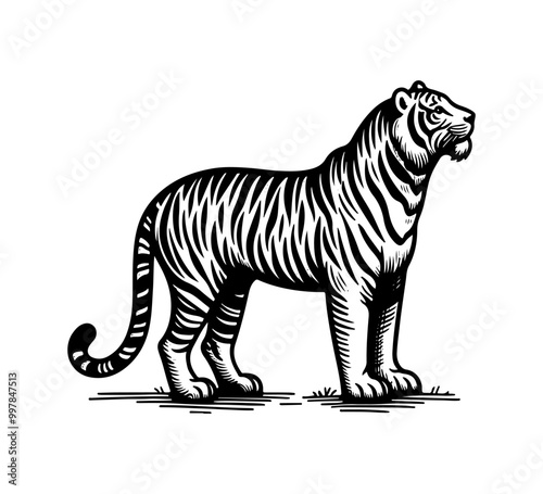 bengal tiger hand drawn vector vintage