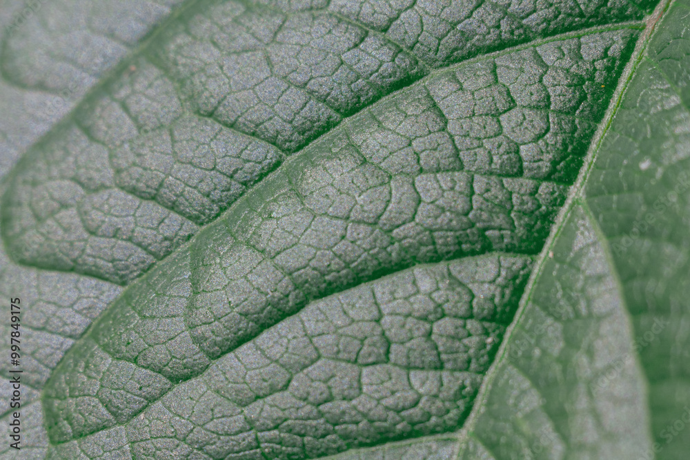 Obraz premium A close-up of a green leaf with fine veins that reflects light, highlighting its texture and the natural beauty of nature