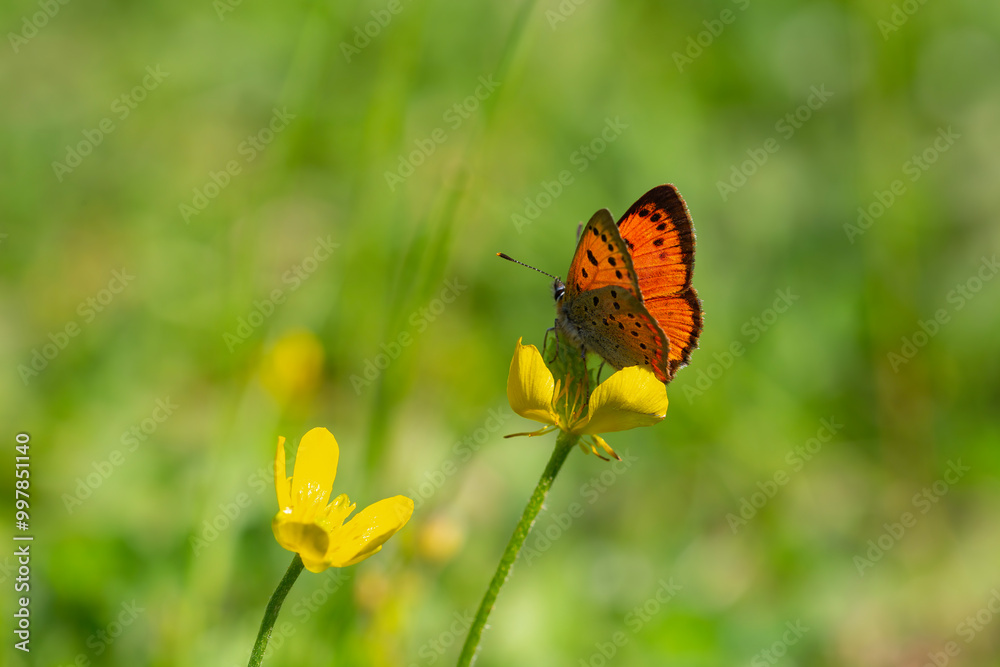 tiny butterfly with fire-coloured wings, Lycaena ottomanus tiny butterfly with fire-coloured wings, Lycaena ottomanus