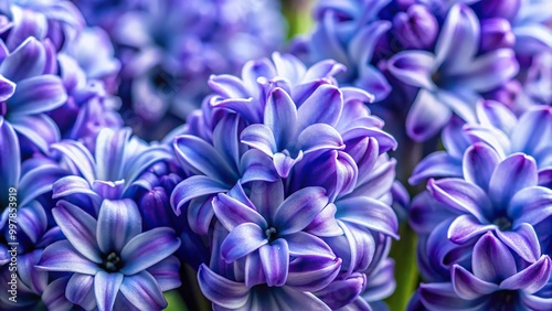 Extreme close-up burst of hyacinth flowers bringing radiance to the scene