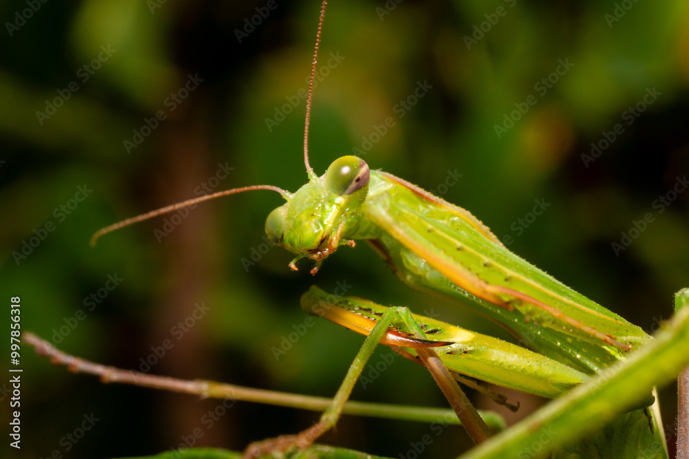 green praying mantis green praying mantis