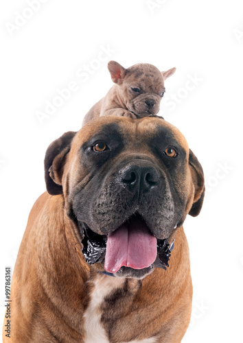 Boerboel and bouledogue in studio photo