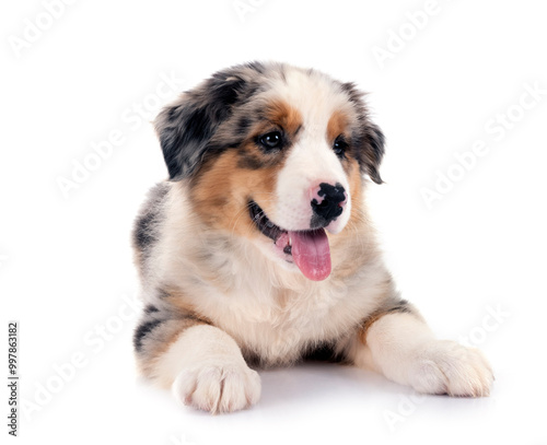 puppy australian shepherd in studio