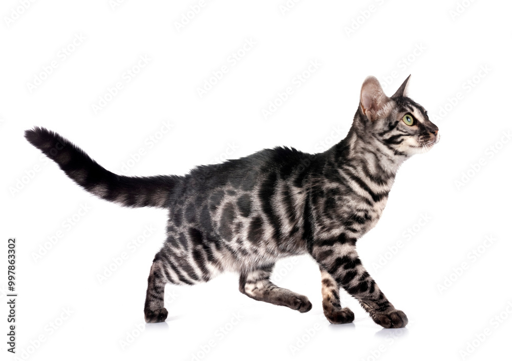 bengal kitten in studio bengal kitten in studio