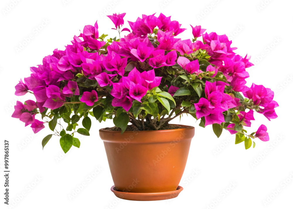 A vibrant pink cyclamen in a decorative pot, showcasing its beautiful blooms and lush green leaves, perfect for adding a touch of spring to any garden or indoor space A vibrant pink cyclamen in a decorative pot, showcasing its beautiful blooms and lush green leaves, perfect for adding a touch of spring to any garden or indoor space