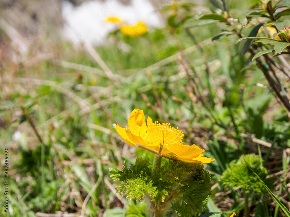 Rare flowers of alpine meadows, decorated with drops of dew, create a bright and picturesque landscape, filling the atmosphere with freshness Rare flowers of alpine meadows, decorated with drops of dew, create a bright and picturesque landscape, filling the atmosphere with freshness