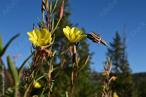 Humming Bird Moth on Evening Primrose