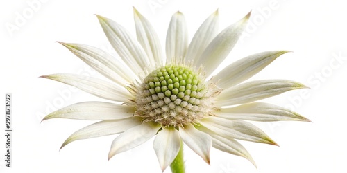 Extreme close-up shot of Actinotus helianthi flannel flower on white background in studio photo