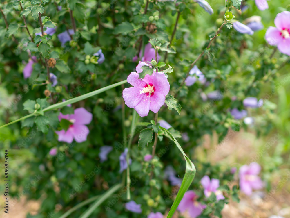 Fototapeta premium 河川敷に咲くフヨウの花