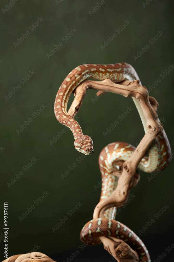 A python is coiled in a defensive posture, with its head raised and ready to strike. The snake scales glisten under the soft light, reflecting its alertness and readiness. A python is coiled in a defensive posture, with its head raised and ready to strike. The snake scales glisten under the soft light, reflecting its alertness and readiness.