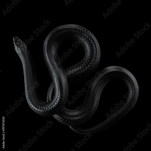 Canvas Print A snake is coiled on a black surface, its body forming a perfect spiral