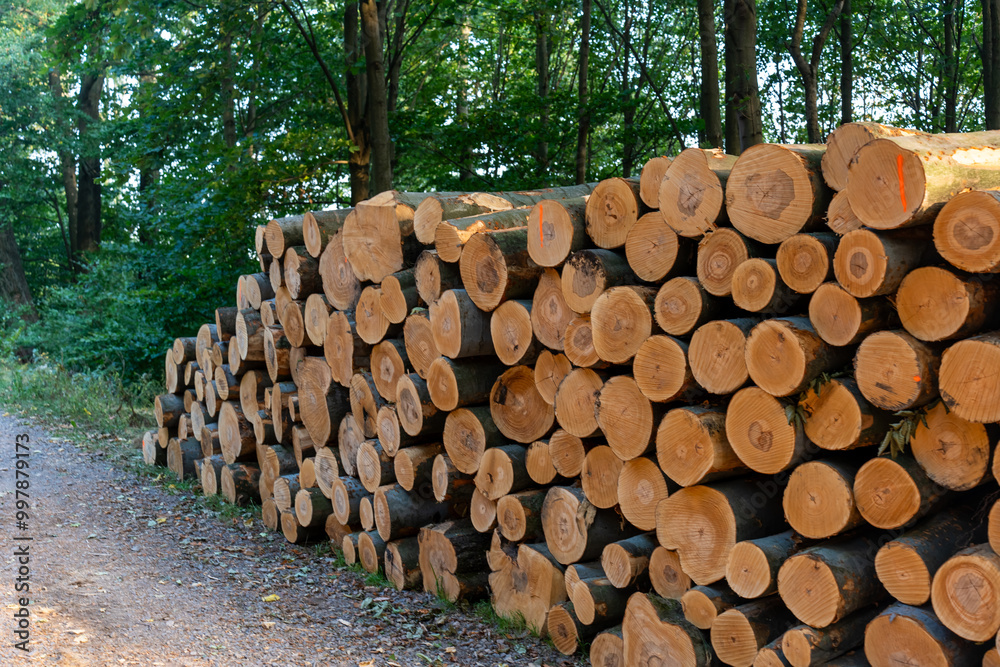 Stack of freshly cut tree logs lined up along a forest path in the early morning sun. Concept of forestry, sustainable wood harvesting, and natural resources. High quality photo Stack of freshly cut tree logs lined up along a forest path in the early morning sun. Concept of forestry, sustainable wood harvesting, and natural resources. High quality photo