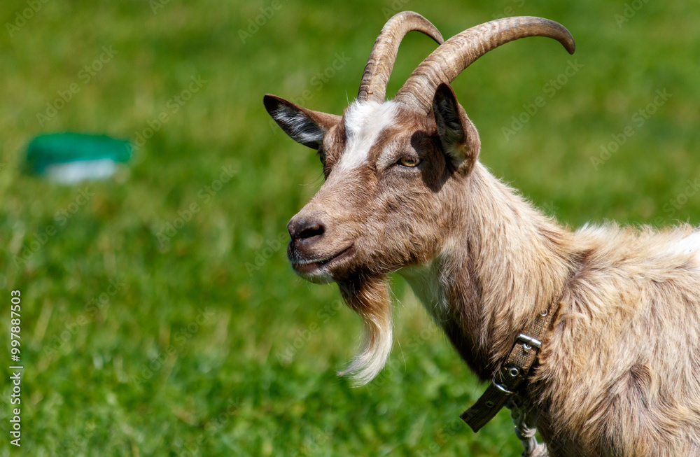 A goat with a brown and white face is standing in a green field