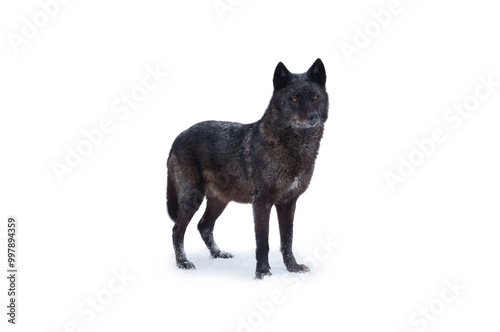 Canadian black wolf standing in the snow