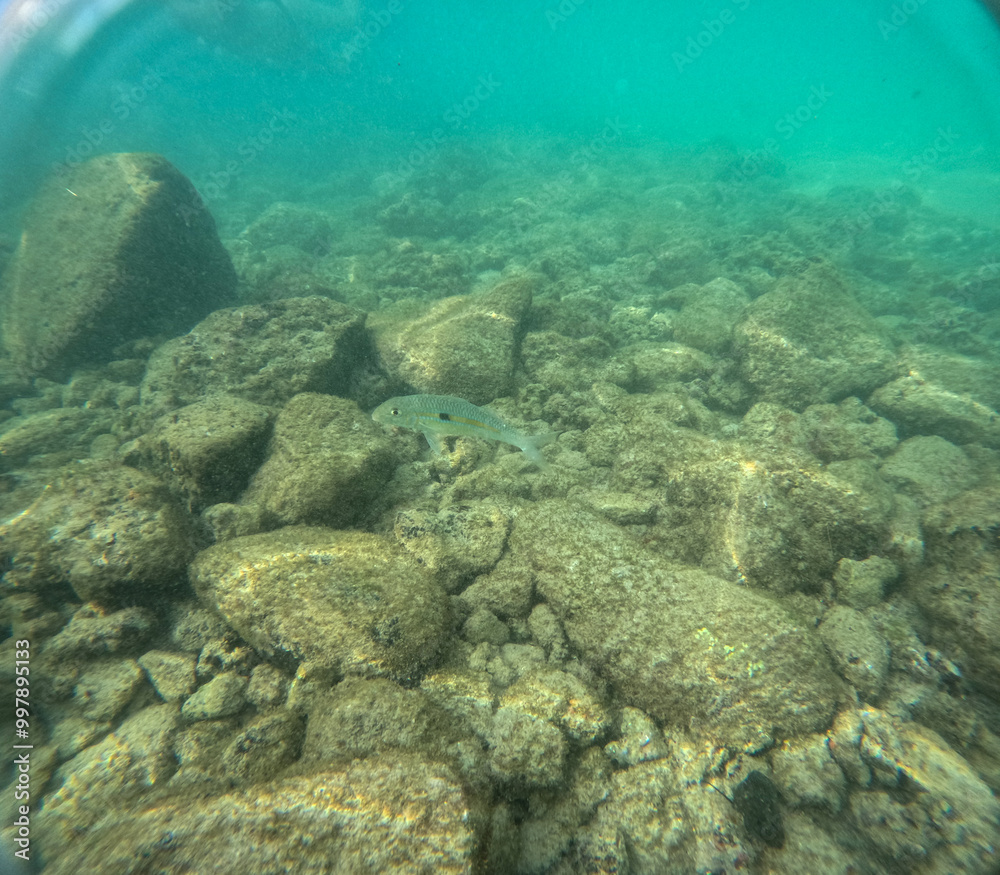 Obraz premium Under water at Poipu beach in Kauai, Hawaii, USA