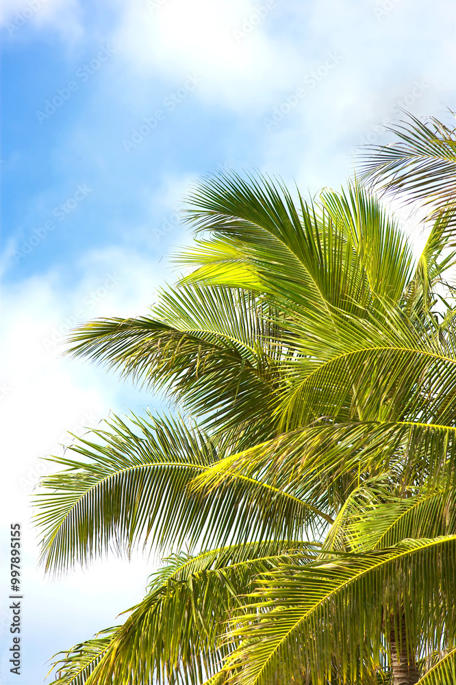 Environment, tropical and summer with palm tree in nature for paradise, travel and sustainability. Landscape, ecology and peace with plant and leaves on island for vacation, jungle and growth Environment, tropical and summer with palm tree in nature for paradise, travel and sustainability. Landscape, ecology and peace with plant and leaves on island for vacation, jungle and growth
