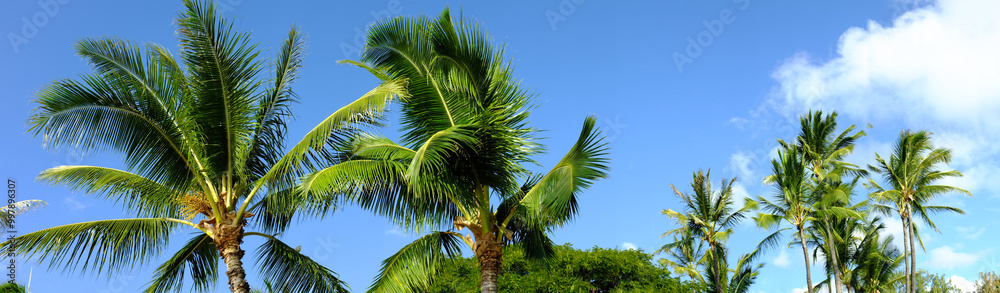 Palm trees, blue sky and outdoor with vacation, travel and tropic island with getaway trip, Bali and banner. Wallpaper, empty and natural with summer holiday, environment and leafs with tourism Palm trees, blue sky and outdoor with vacation, travel and tropic island with getaway trip, Bali and banner. Wallpaper, empty and natural with summer holiday, environment and leafs with tourism