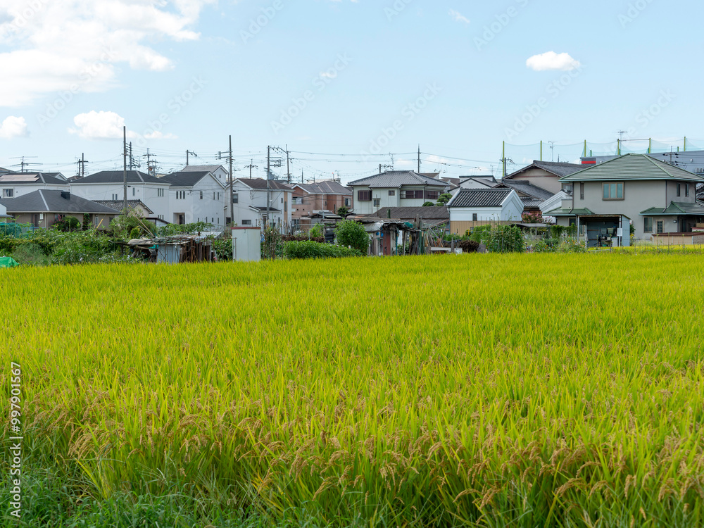 市街地に広がる田園風景 市街地に広がる田園風景