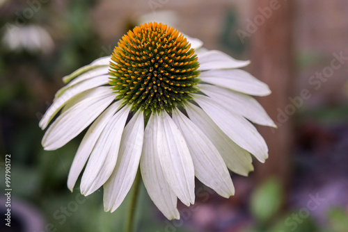 Echinacea purpurea 'White Swan' is a white-flowering variety of coneflower.