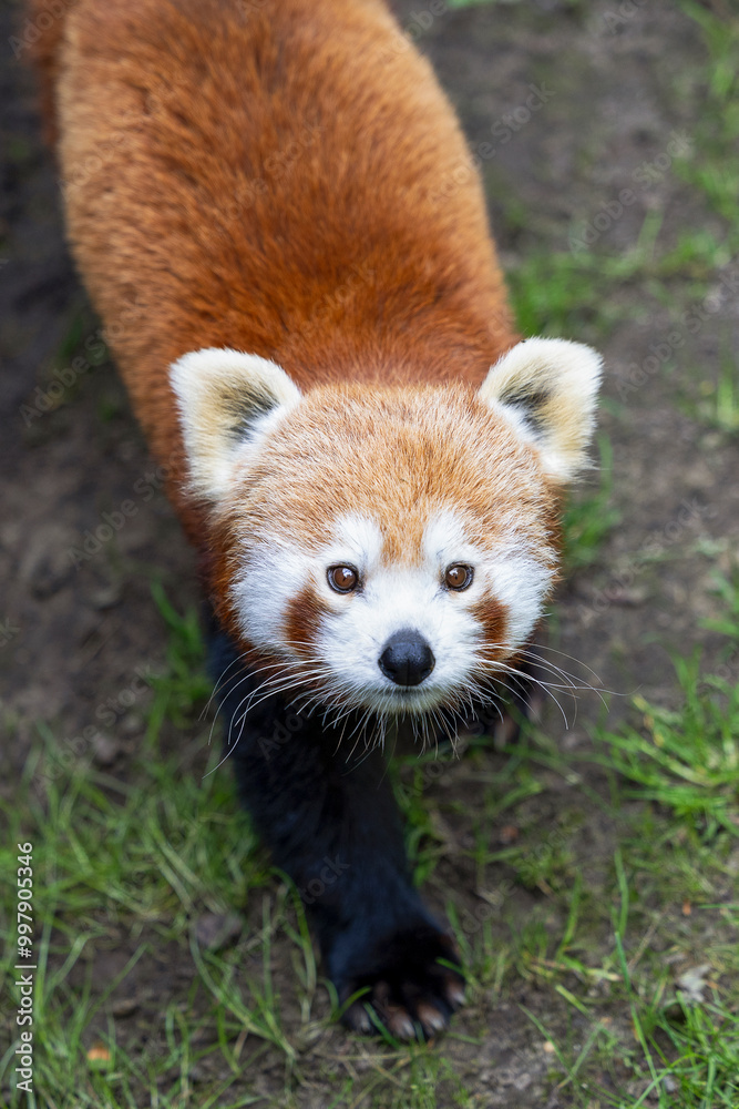 The little red panda looks up at the camera while walking. The little red panda looks up at the camera while walking.